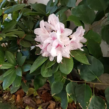 Mari En Frühstückspension